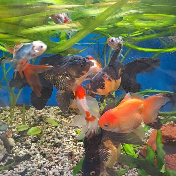 Продам оранд триколор