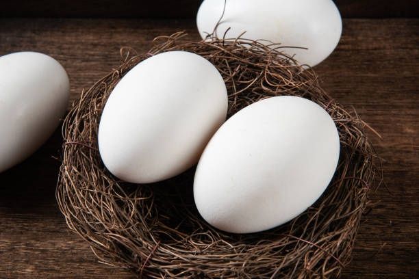 Продаются гусинные яйца для инкубации