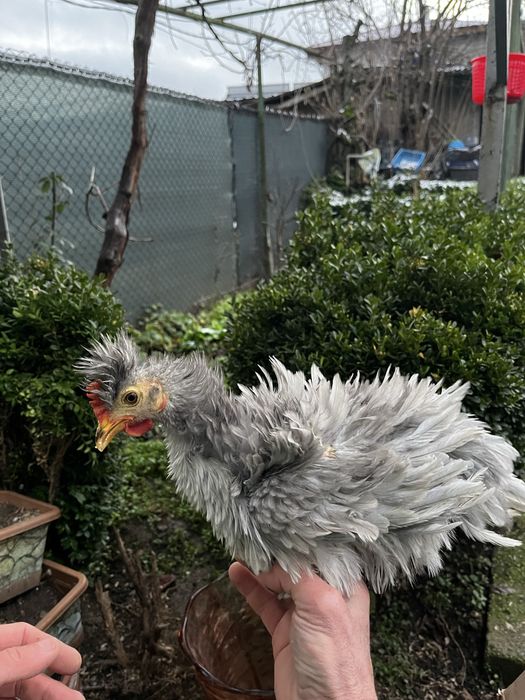 Декоративни кокошки