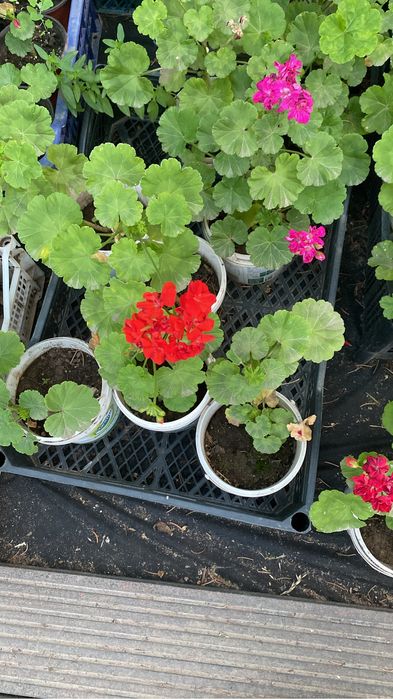 Распродажа комнатных цветов