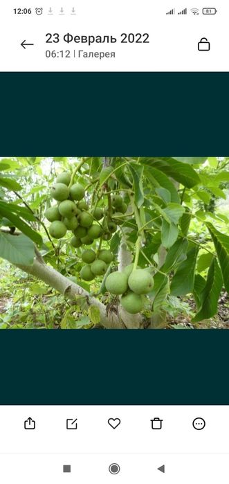 Karlik yanxok chantler