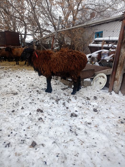 Продаётся кошкар