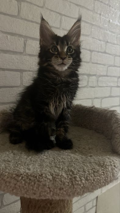 Гиганты!Котята! Мейн-Кун!