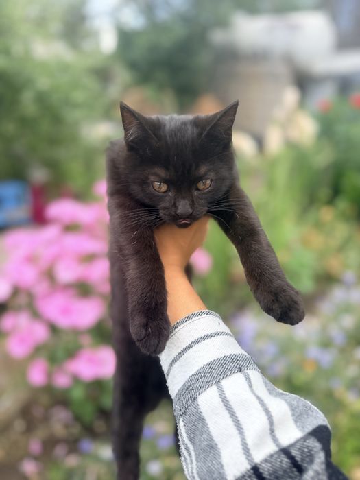 Котенок в добрые руки