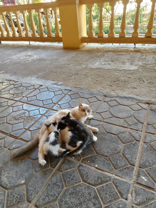 Котята, самцы, 3 шт