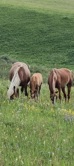 Продам жеребец, лошадь, айғыр, ат.