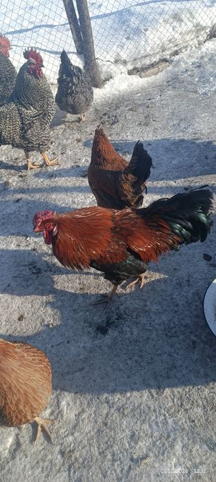 Продам петухов, один доминант