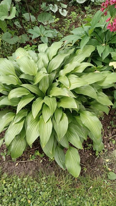 Продам хосты-декоративные  многолетники.