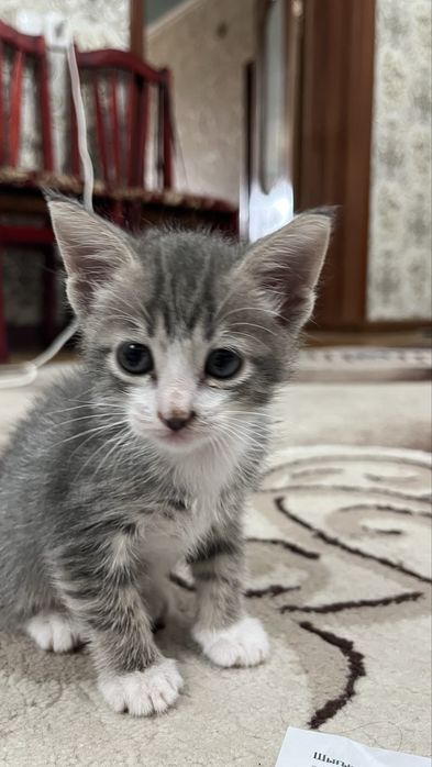 Домашиний кошка.