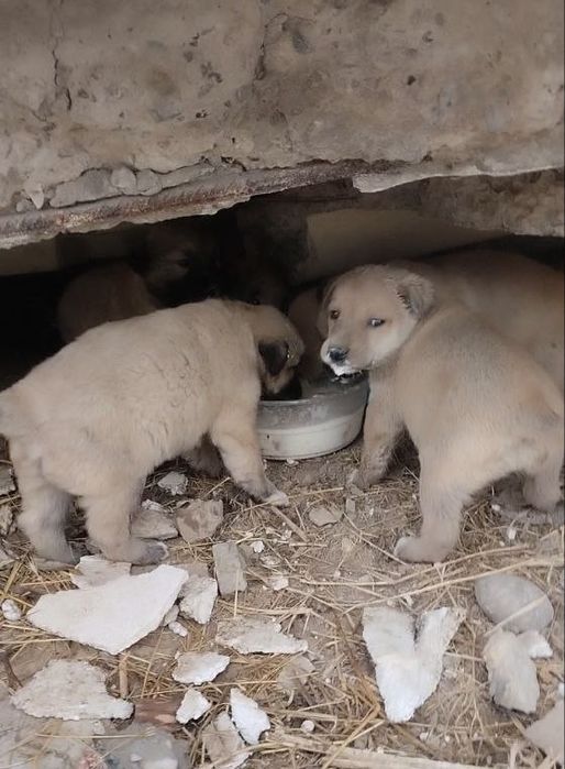 Щенята ищут дом и семью!