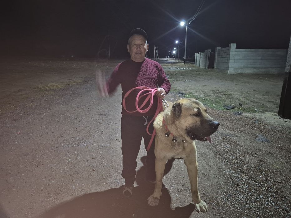 Продаётся супер тяж огромный кобель