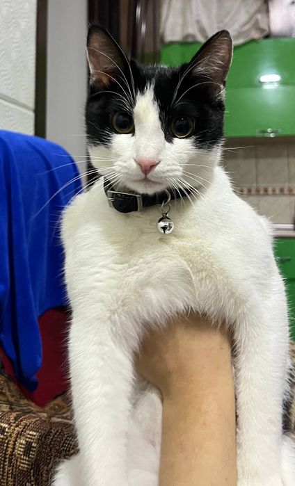 кот на вязку,9 месяцев