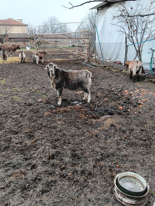 Продавам Пърч красавец