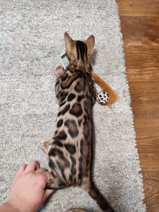 bengal cu pedigree,felisa autorizata
