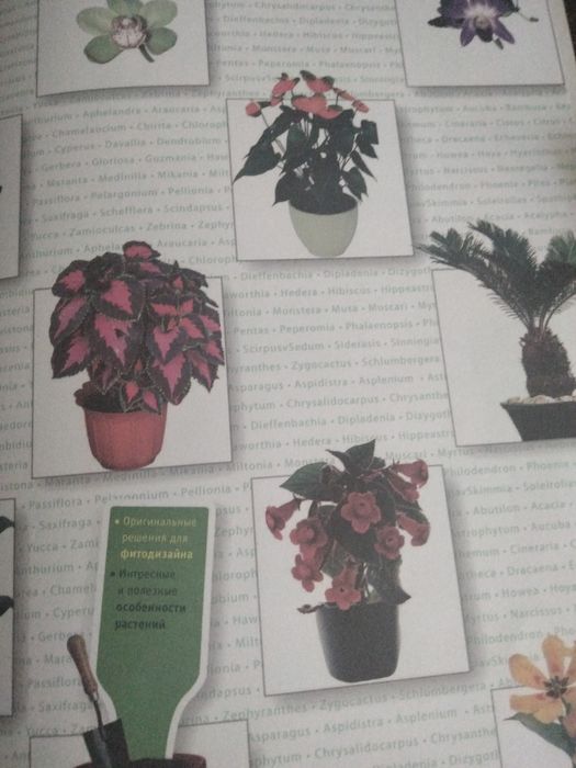 Библия комнатных растений.
