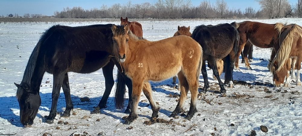 4 бас жабағы сатылады