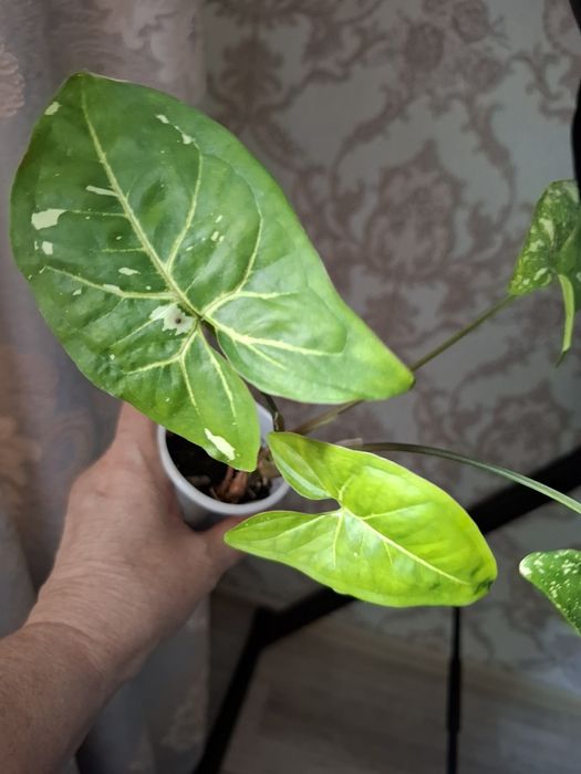 Покормите хомяка, цены в копилочку