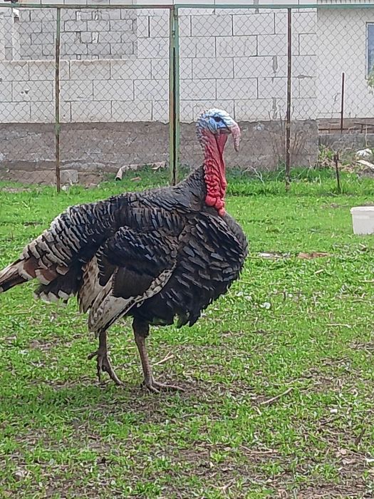 Индюк 30 000 тенге