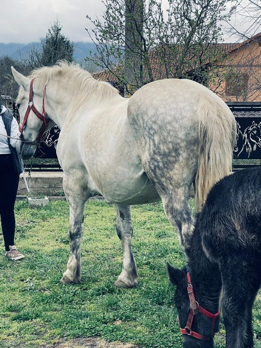 Iapa si manz De vânzare sau la schimb: 0746390052