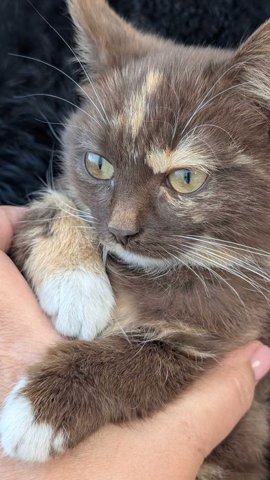 Котенок очень милый
