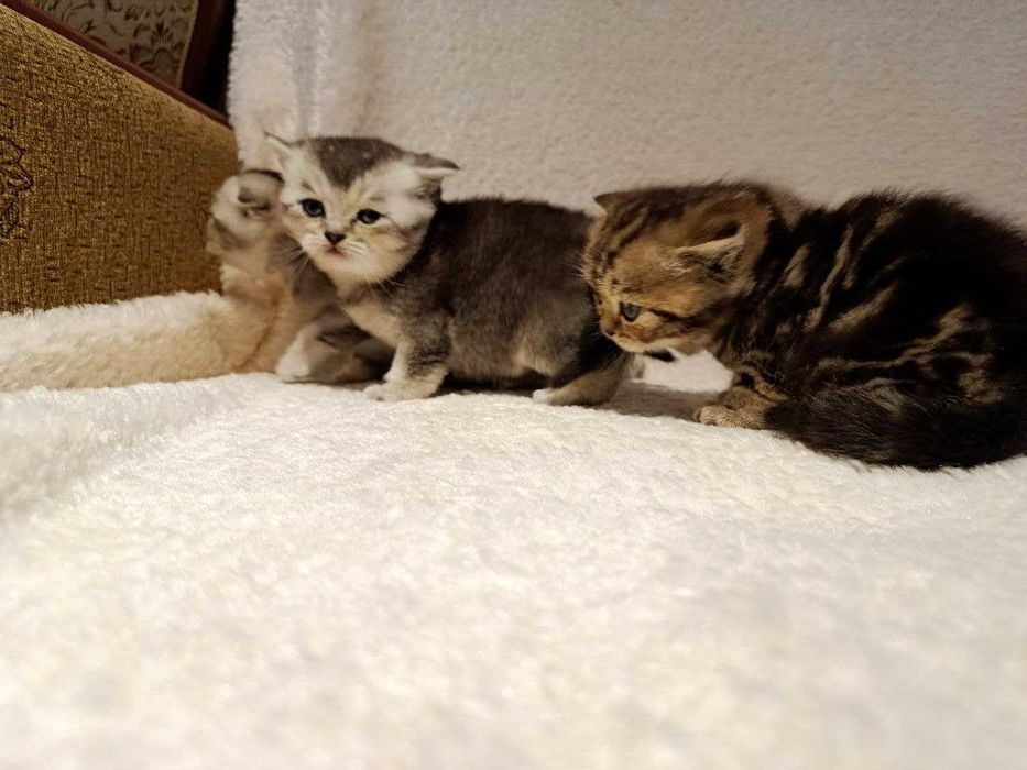 Продается котята Shinshilla mushuk bolalari sotiladi!!