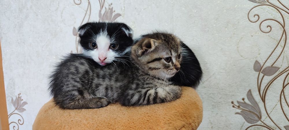 Отдам игривых котят