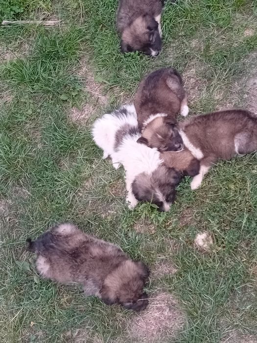 Cățeluși spre adopție