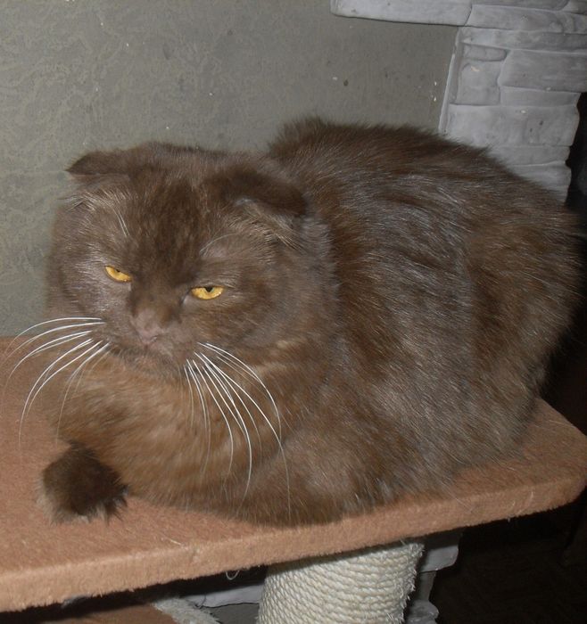 Хайленд фолд шоколадного окраса