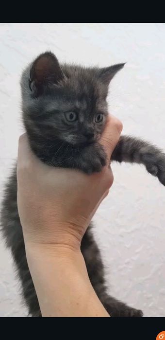 Ласковые малыши ждут дом