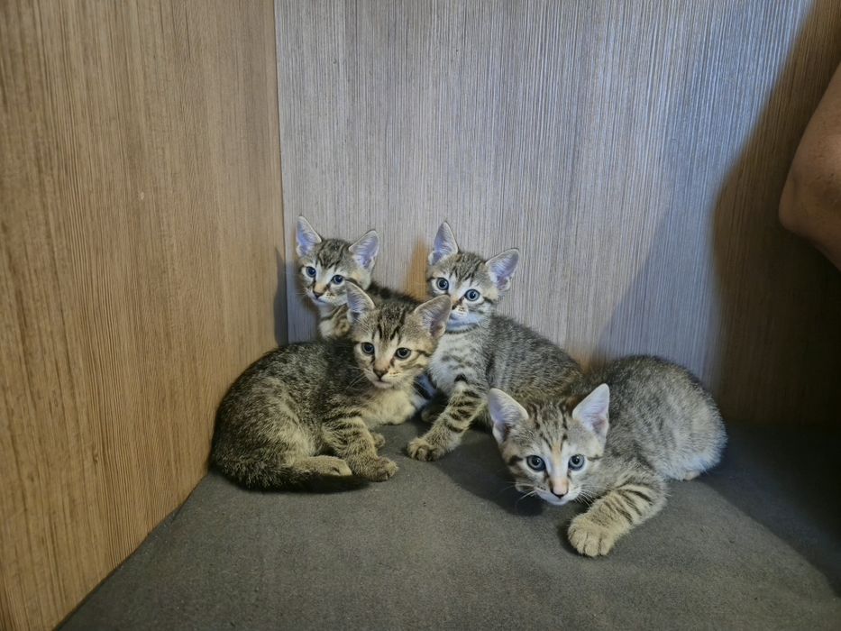 Ofer spre adoptie 3 motani si 1 pisica