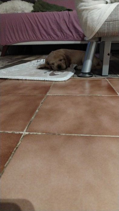 Продавам най-хубавите кокери.