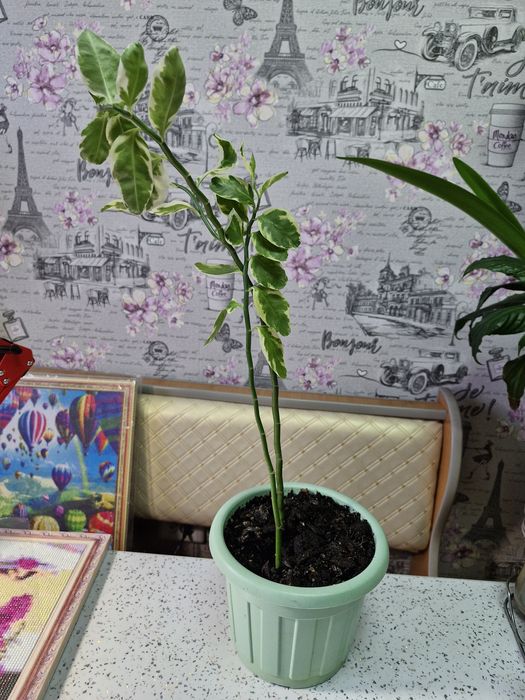 Продам цветы домашние