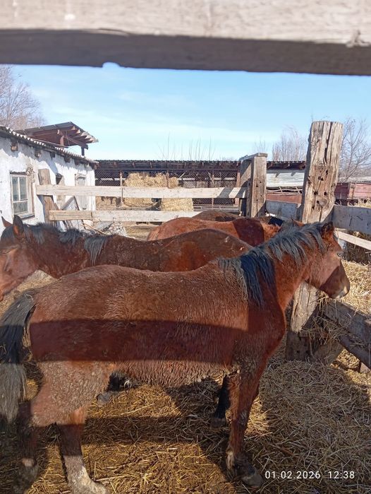 Продам жеребцов оптом на откорме .