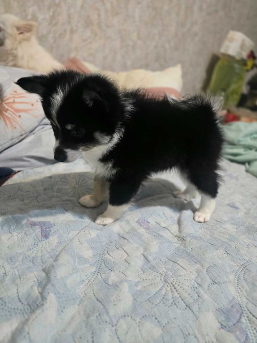 Кученца МиниШпиц