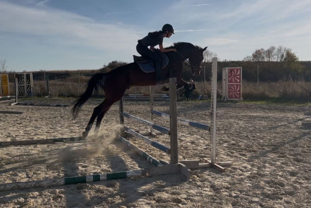 Cal Castrat calarie, agrement si sarituri