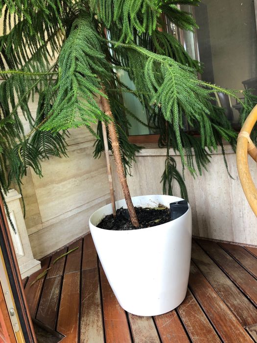 Горшки для цветов