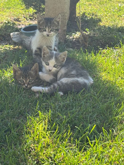 Подаряват се две котенца