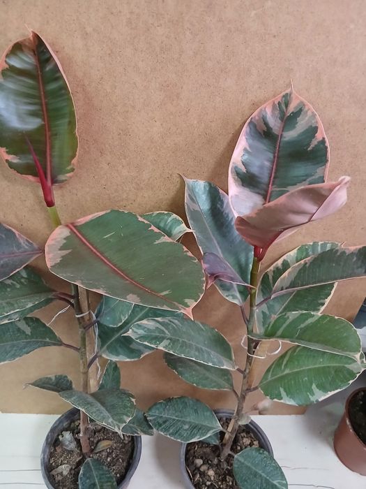 Фикус розовый эластик 80см