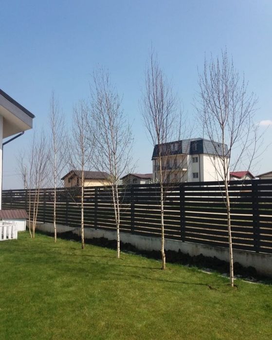 Mesteacăn, Arțar, Stejar și Platan – copaci foioși pentru grădină