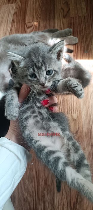 Отдам котят бесплатно