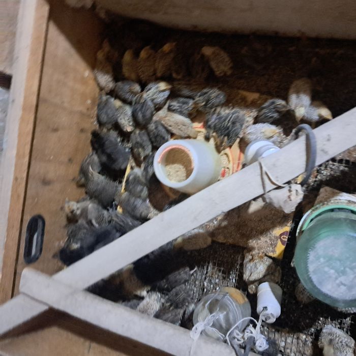 Бөдене балапандар сатылады 170 тг