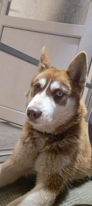 Donez  cătelușa huski!