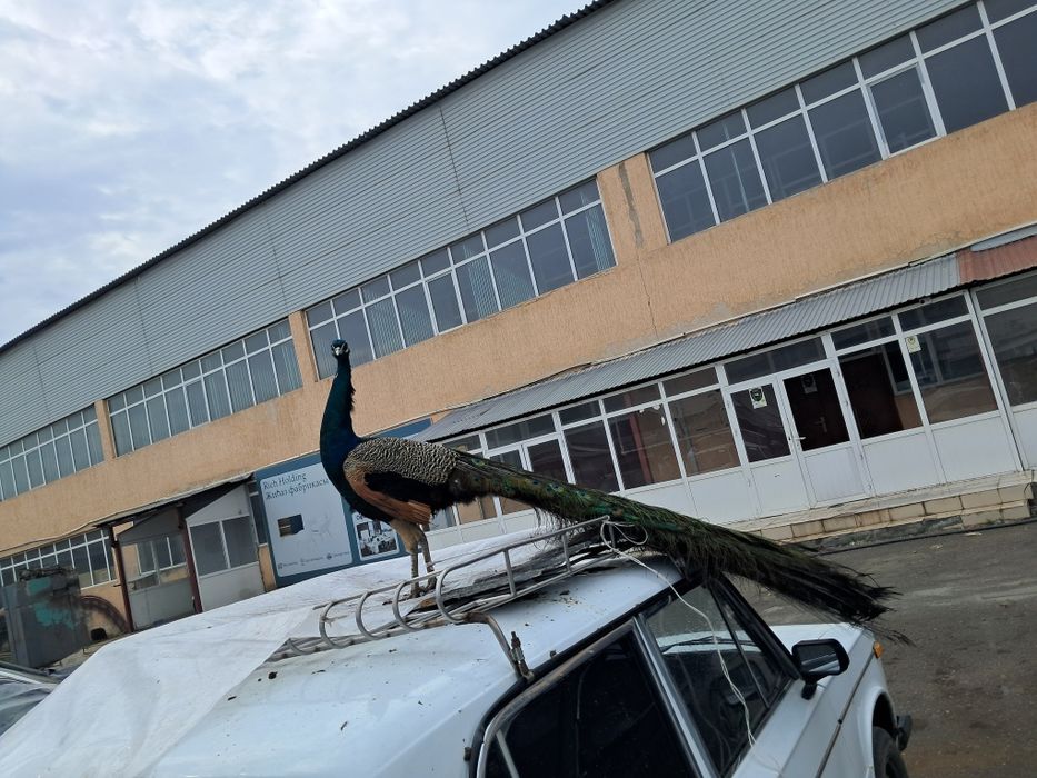 Павлиндер сатылады