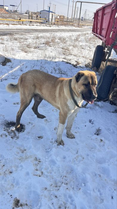 Казак тобеттин кушиги