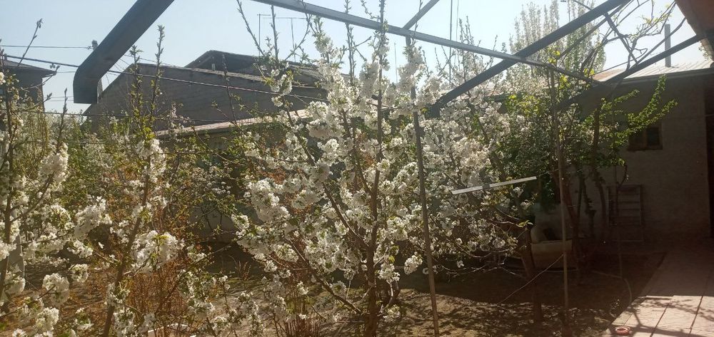 ДОМ, Жилой недвижимость в Яшнаабадский районе