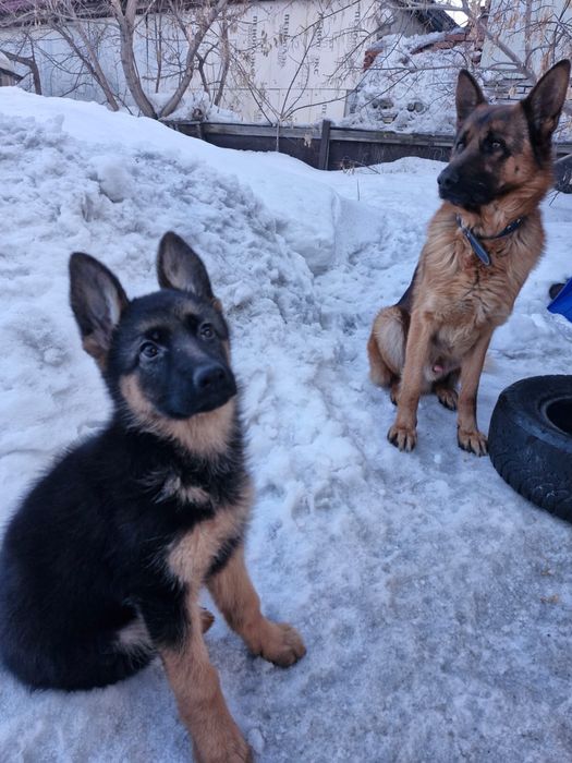 Щенок немецкой овчарки