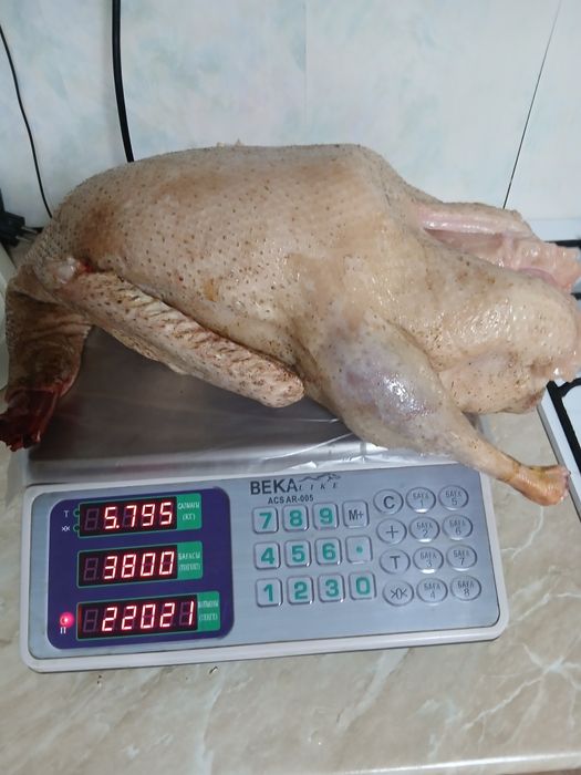 Продаю домашних гусей