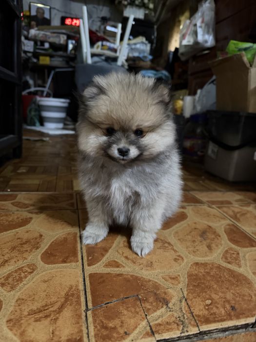 Продам щенков Шпица