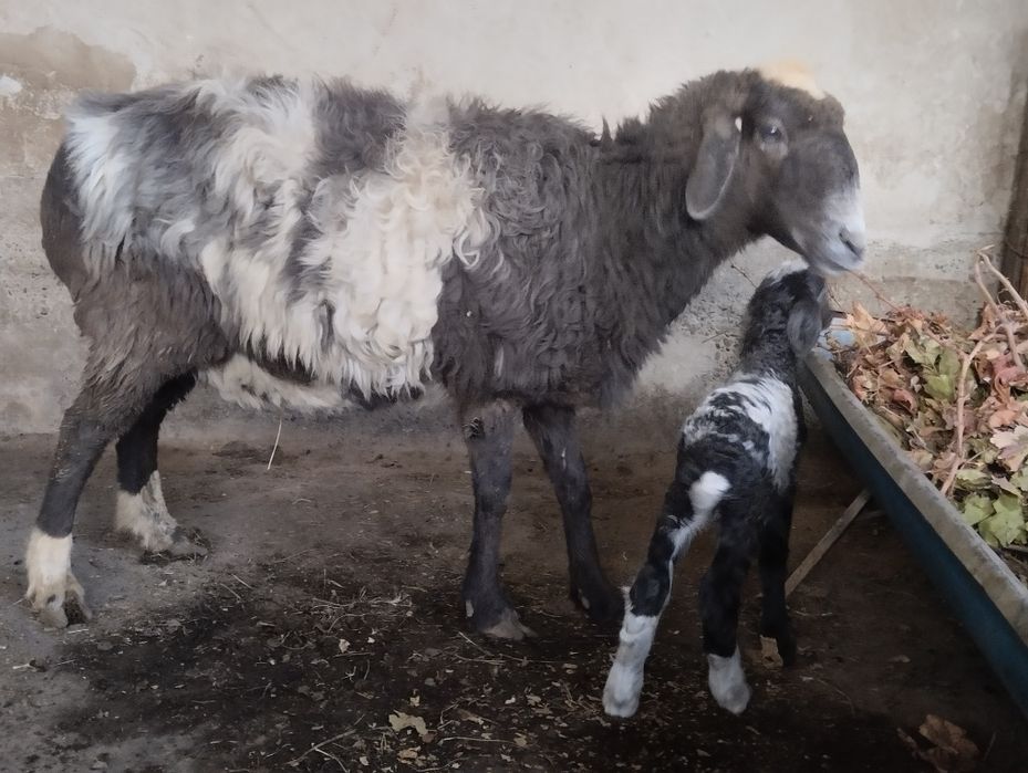 Она бола куй сотилади