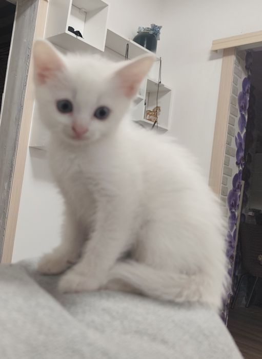 Котенок, 2 месяца